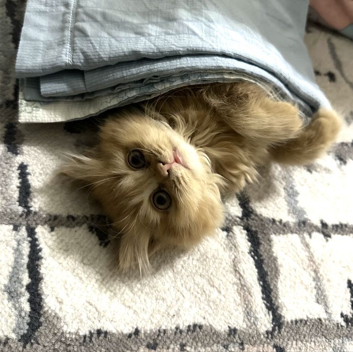 Haylend Strayt mushukcha sotiladi