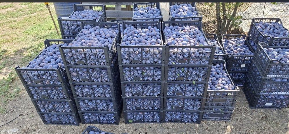 Prună pentru țuica atentie productie 2026