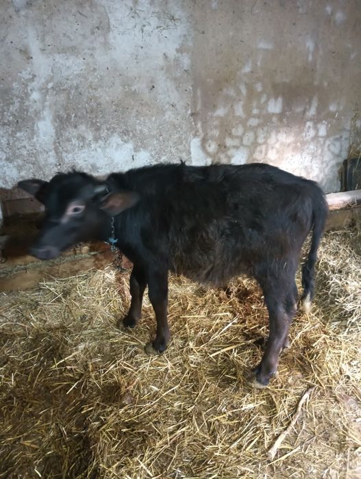 Vind viței de bivoli