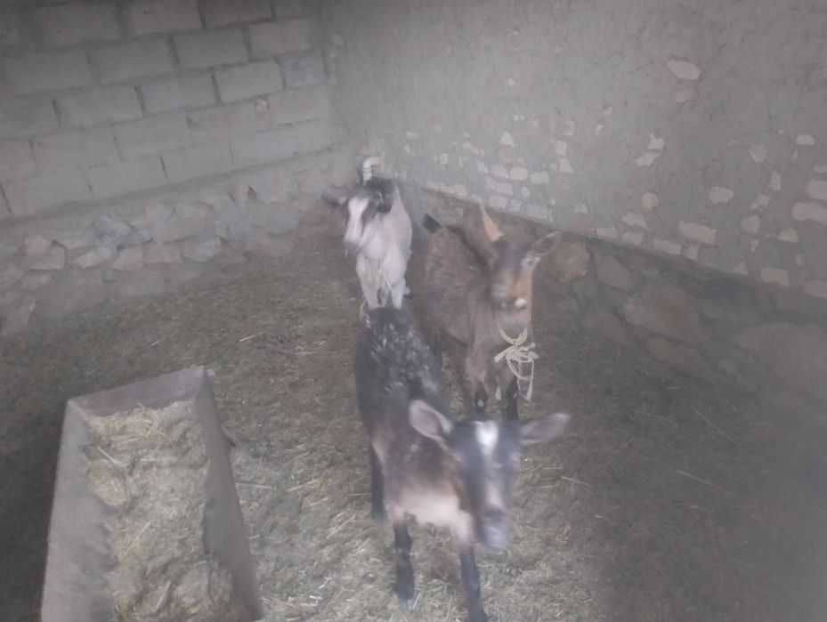 Она бола ечкилар