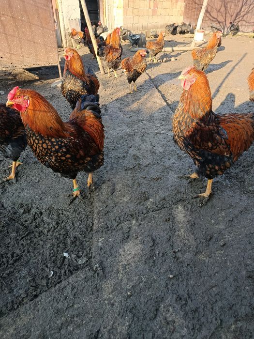 Vind  găini rasa wiandotte GSG  și australop