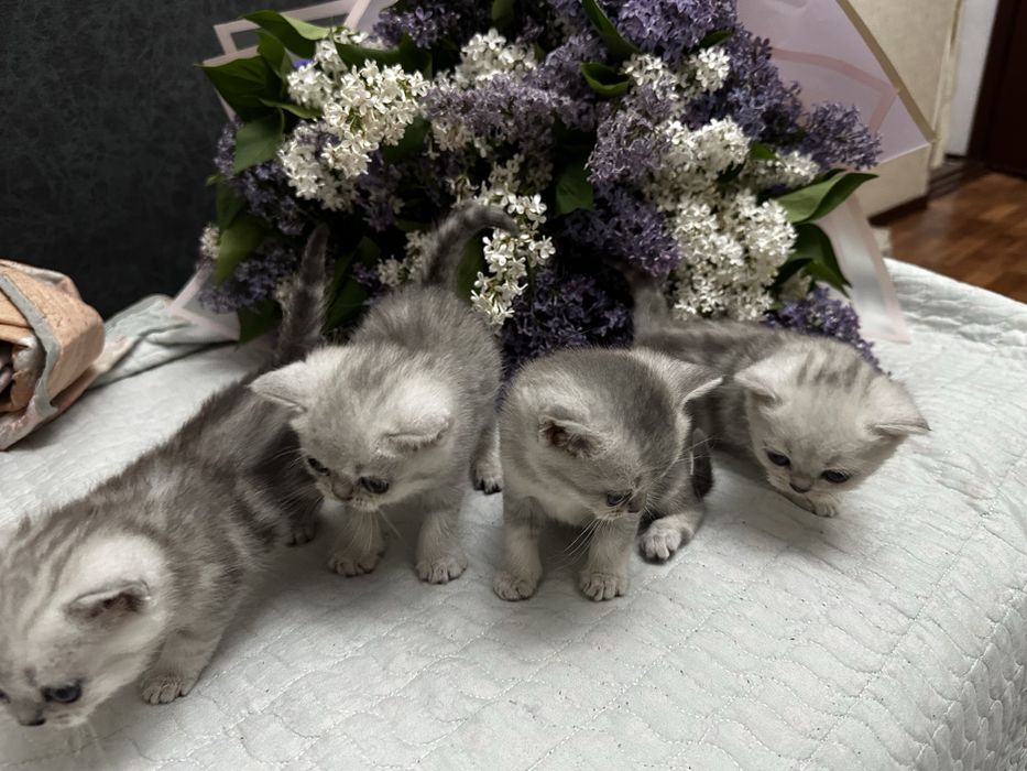 Продам Котят шотландский и шиншилла