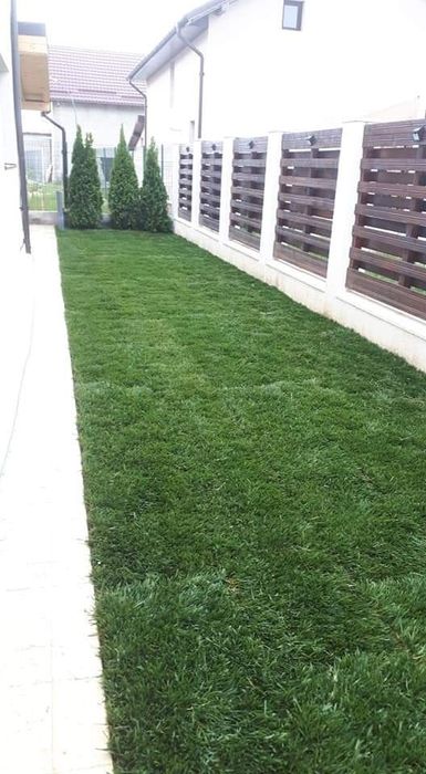 Gazon rulou plante ornamentale