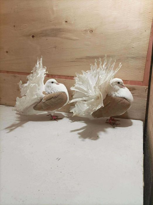 Продавам Гълъби фенерлии