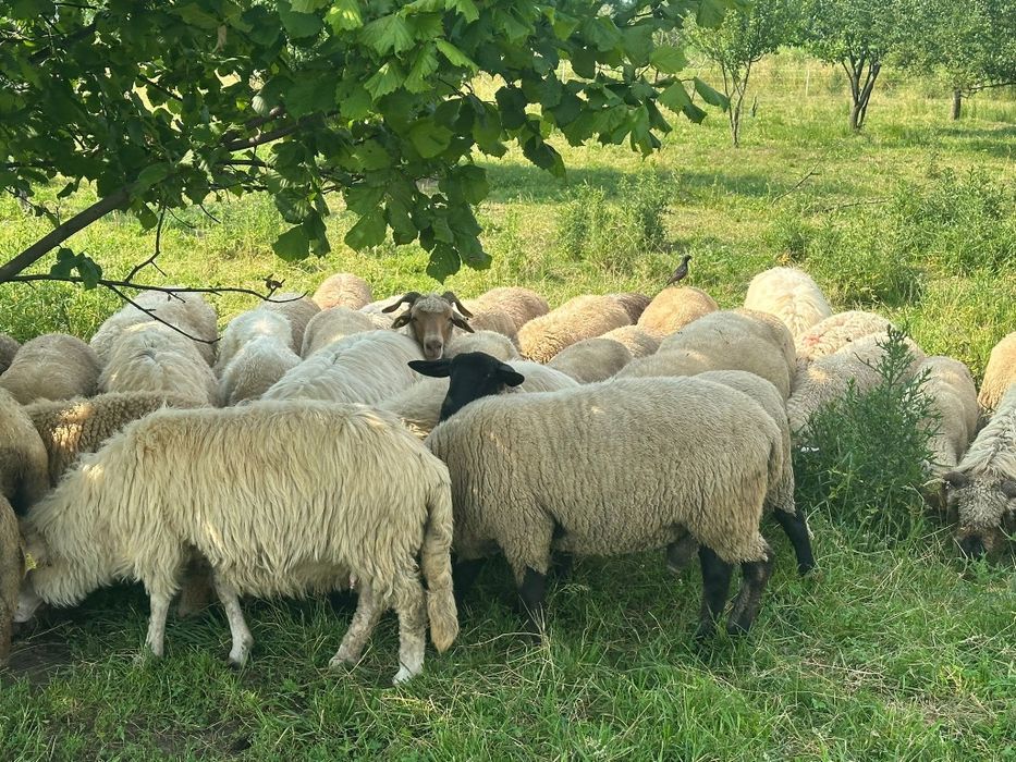 Vând oi și miei !