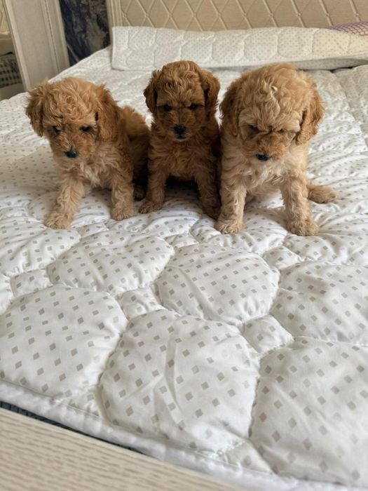 Продаются милые пуделя.