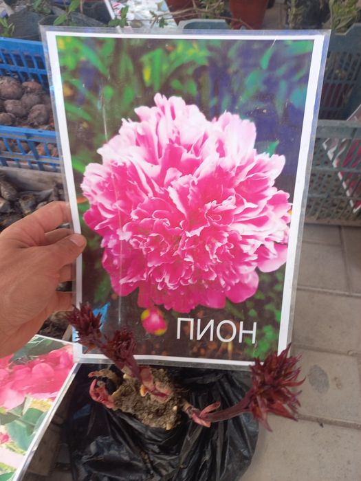 Gullar pionlar har hil ranglari bor