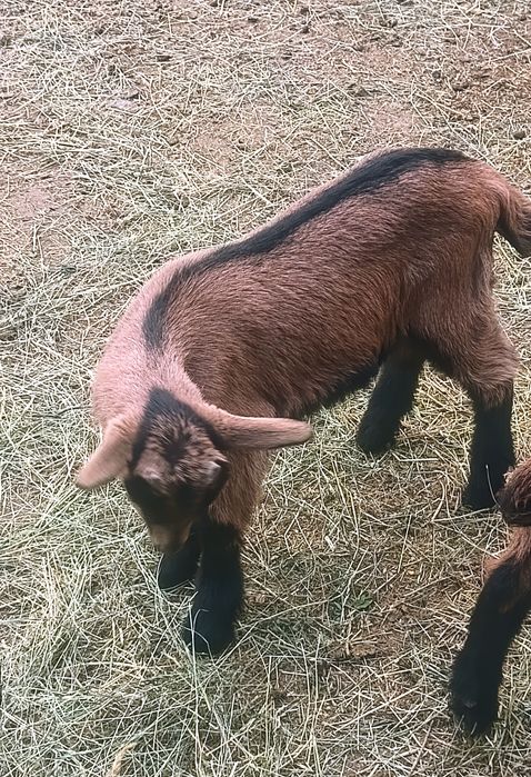 Iezi alpina franceza