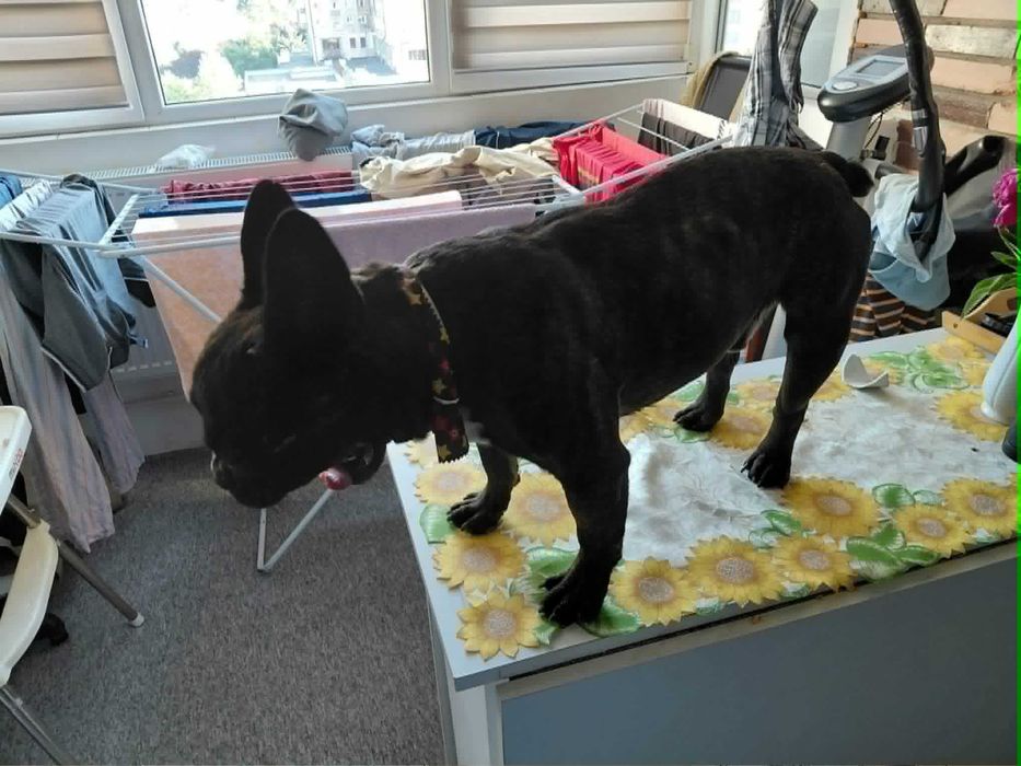 Adoptie animale de companie
