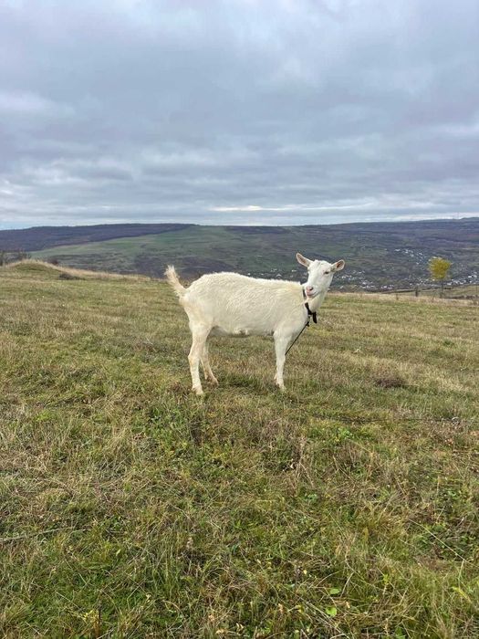 Vânzare capre Pistru Farm Deleni