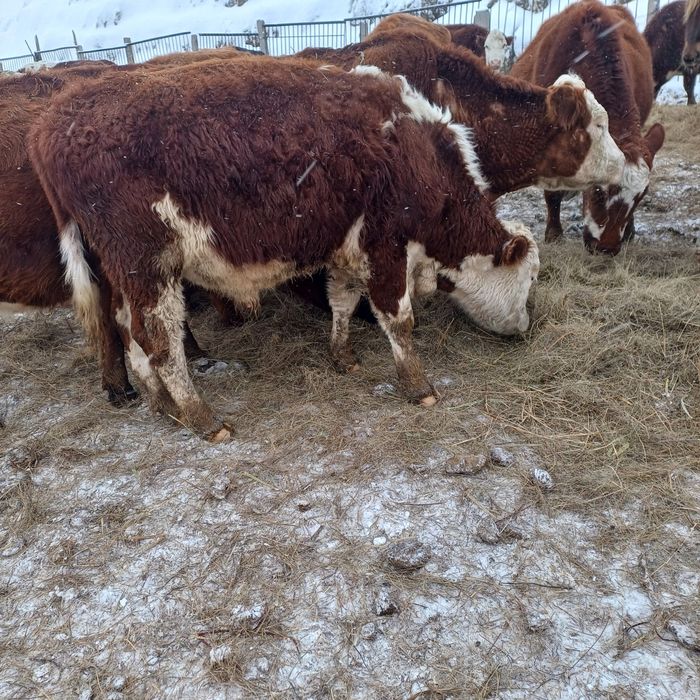 Ақбас бұқа белоголовый ангус полтарашка