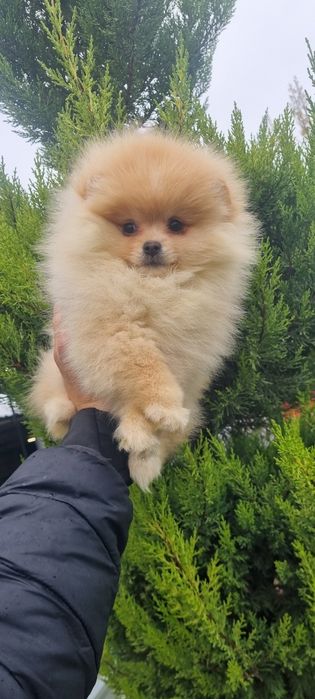 Померан померанче