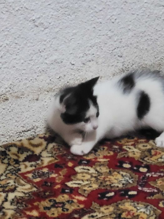 Подарявам малко котенце