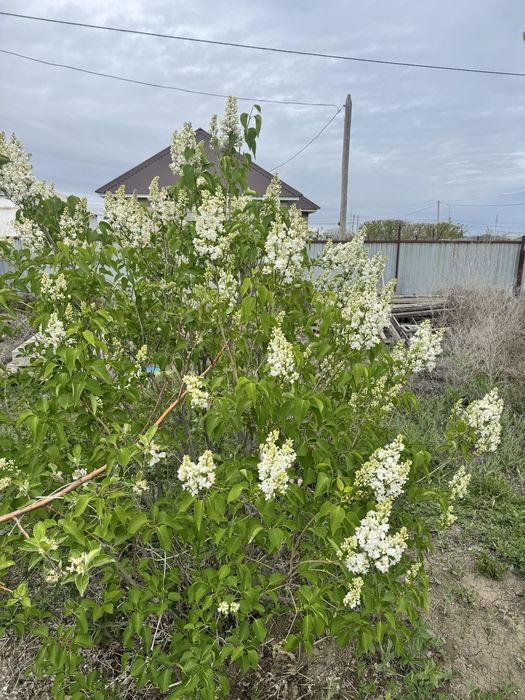 сирень, по 4,5 к