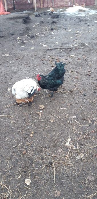 Продам петухов брама