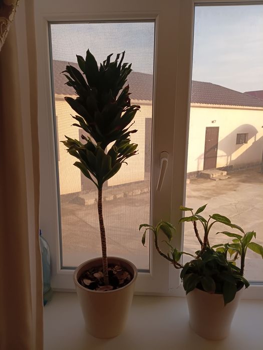 Комнатные растения