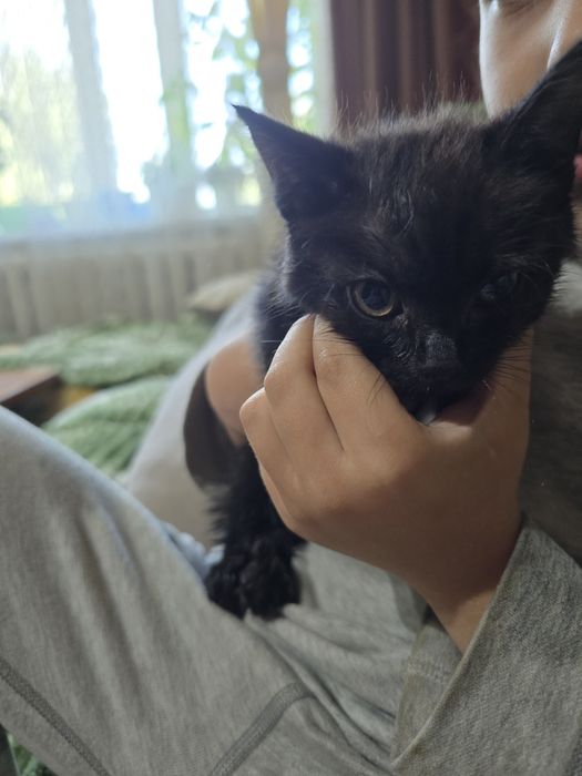 Котёнок девочка бесплатно. Хутор