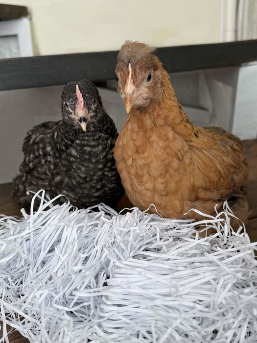 Инкубационное яйцо