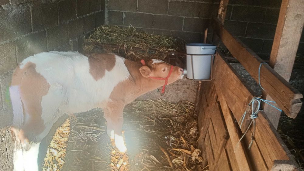 Vând doua vaci bune de lapte