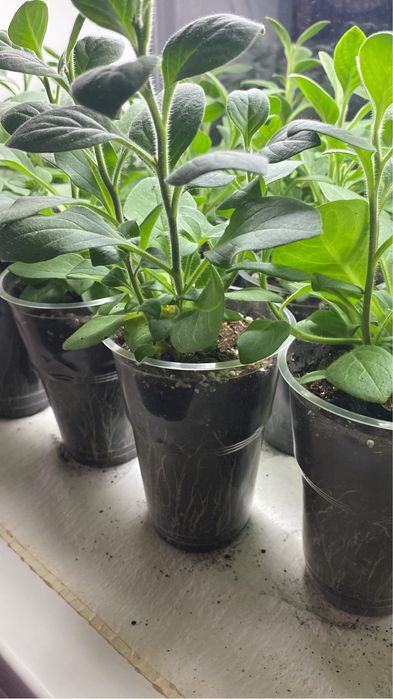 Домашняя рассада