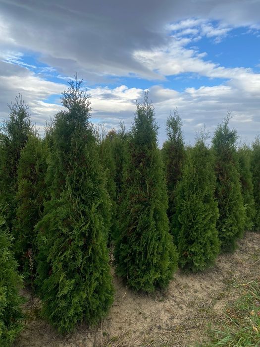 Tuia direct de la producator