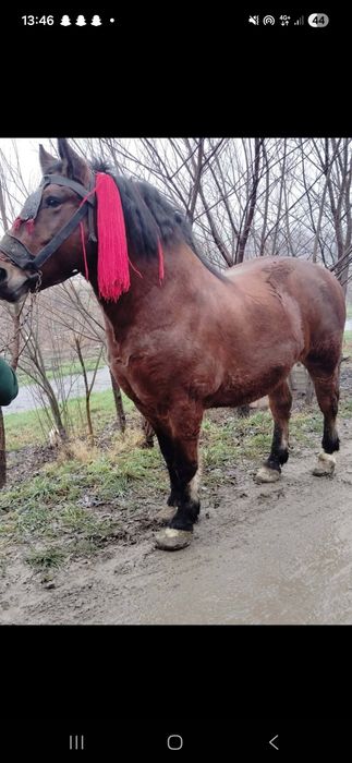 Vand cal castrat garantat