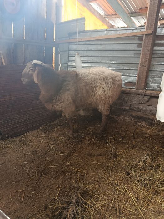 Продам барана тохты кошкар