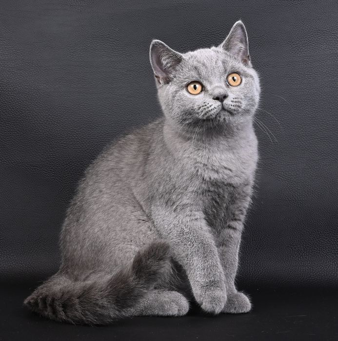 Pisicuță British Shorthair colour blue  cu pedigree