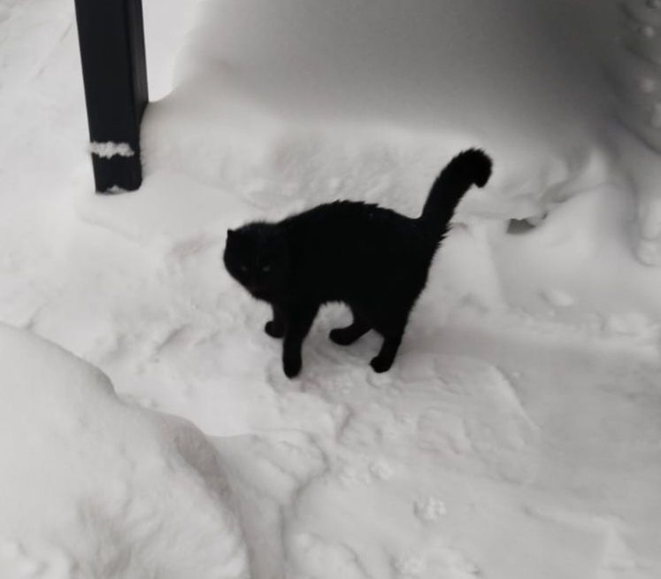 Отдам кошку в добрые руки