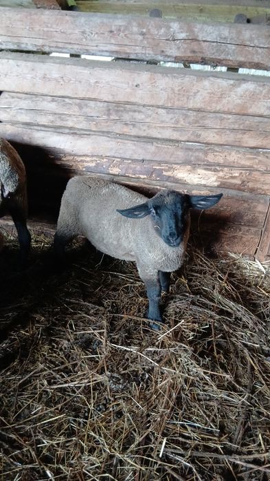 Berbecuti suffolk  de vânzare