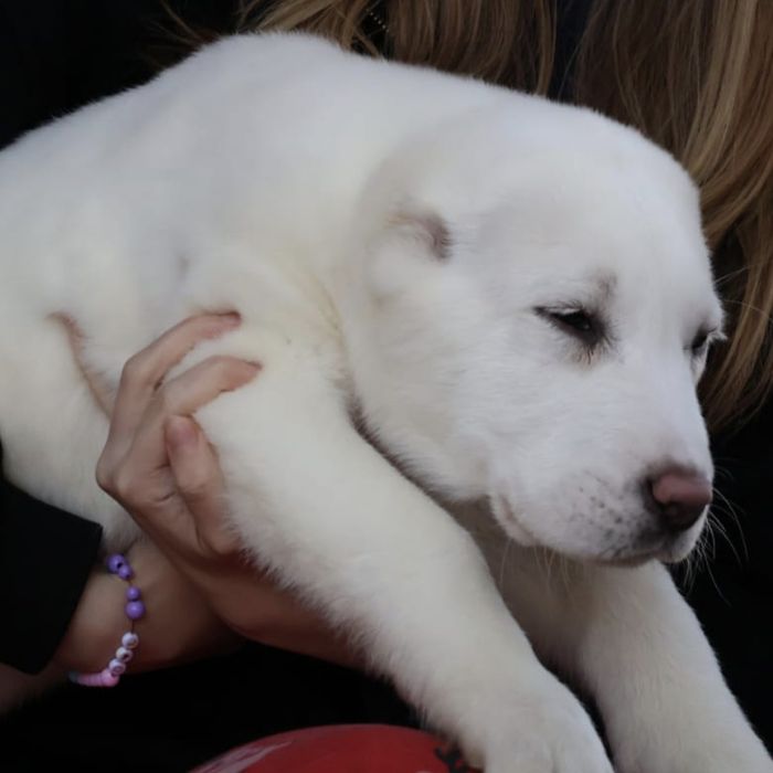 Белоснежные щенки