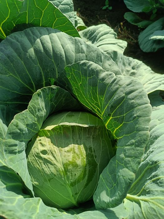 Varză de toamnă soiul Victoria - Direct Producător