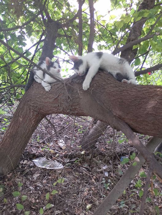 Подарявам малки котета