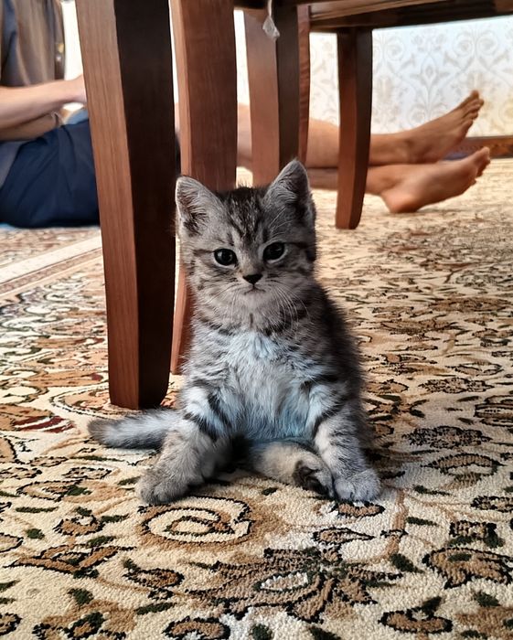 Котята Британские шиншиллы