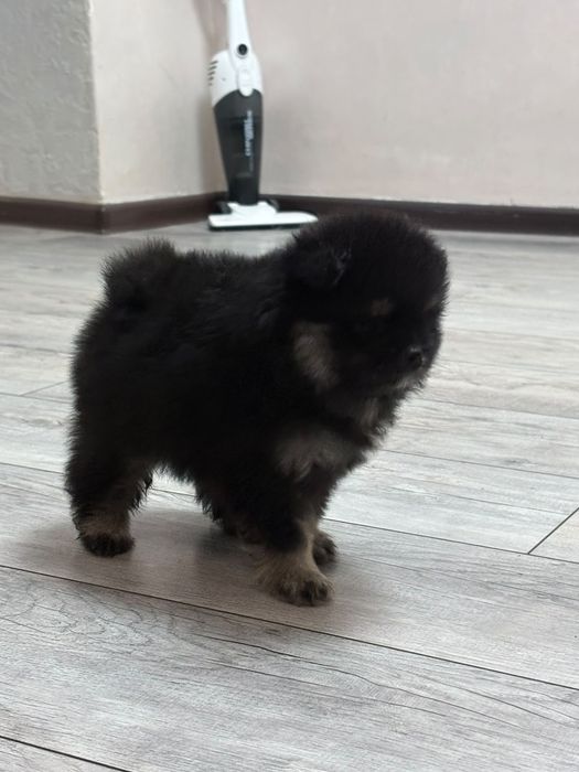 Щенки Померанского шпица