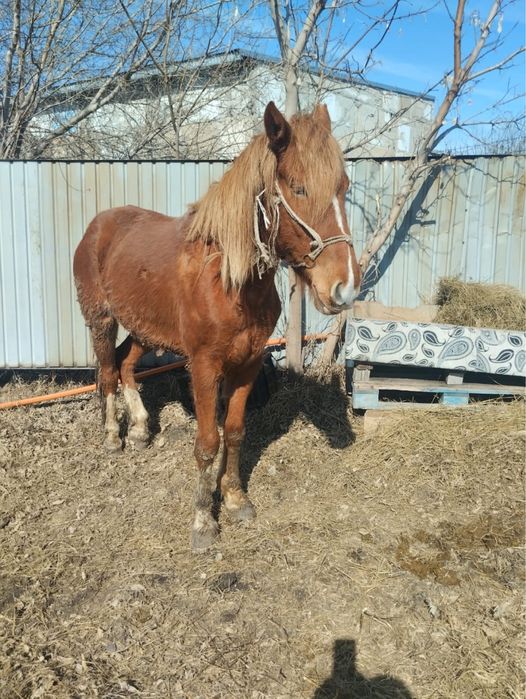 Лошадь жорга 4-х годовалый