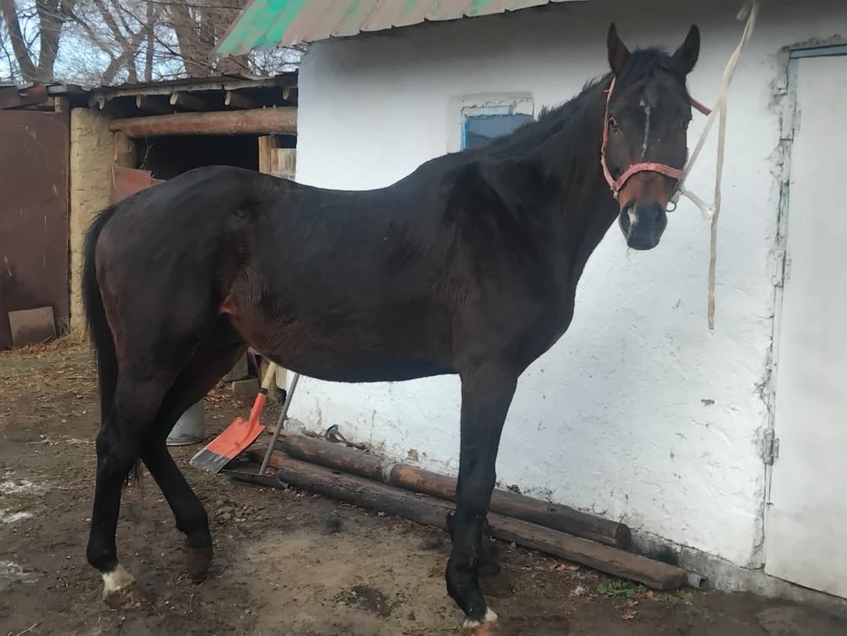 Ағылшын, айғырлыққа Ресейден келген