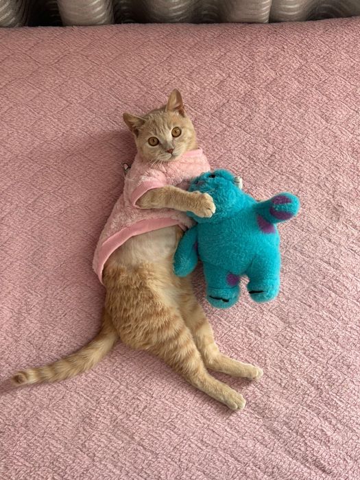 Отдаем котенка в добрые руки