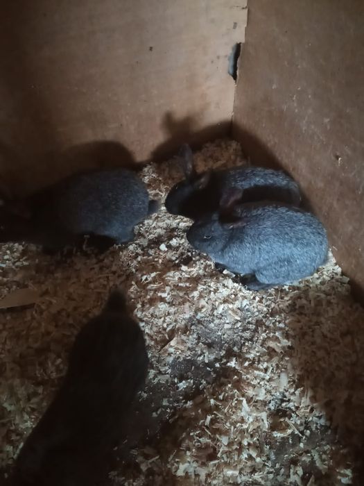 Обмен на кролов на развод