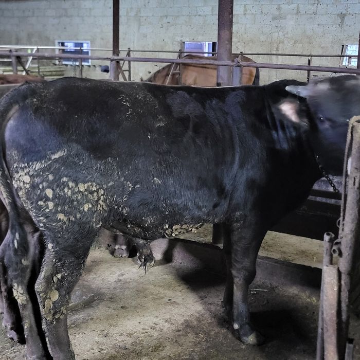 Продам быков на курбан айт