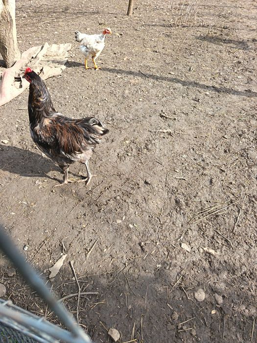 Coccosi mersi și de rasa