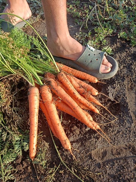 Vând Pătrunjel morcov păstârnac ceapa