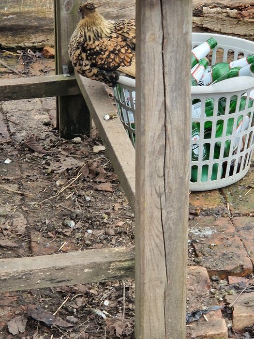 Vând 2 perechi de iopan 150lei perechea