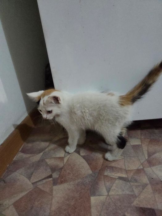 Котята 1 мальчик и 2 девочки, возраст 2 месяца.
