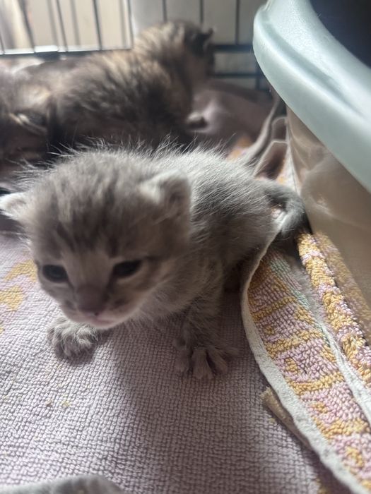 Отдам котёнка бесплатно