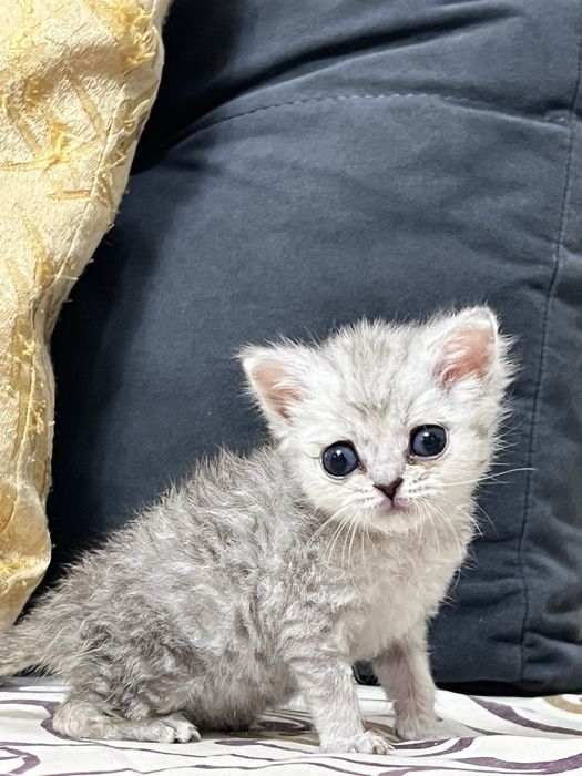 Продается котенок в хорошие руки)