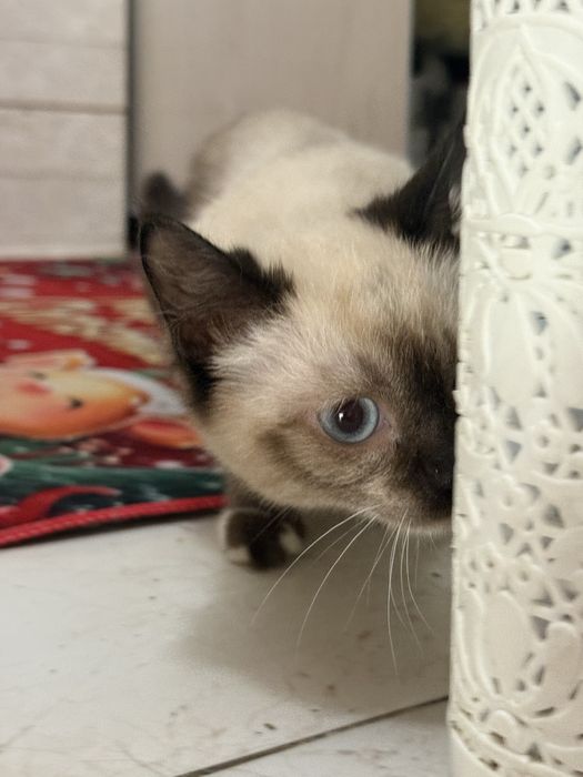 Тайский котенок в добрые руки