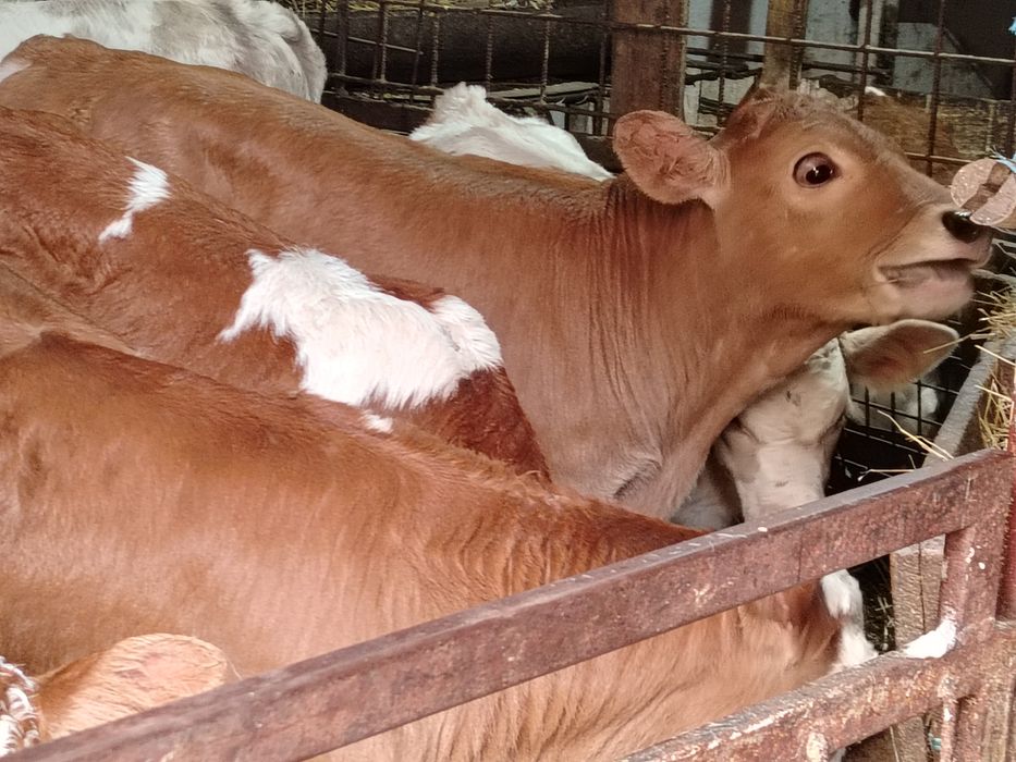 Taurasi și vitele baltati