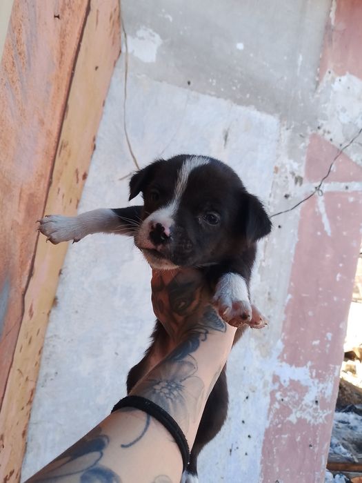 Питбуль щенки мальчик и девочкк