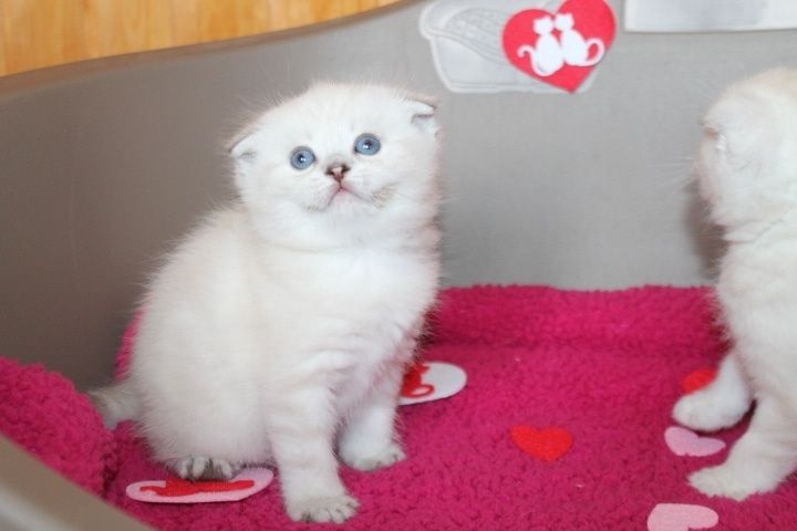 Шотландские  Котята